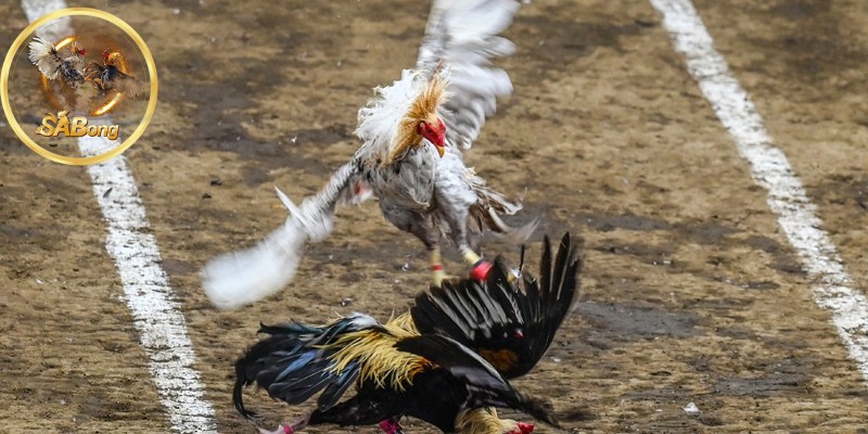 Cockerel Knife Fighting