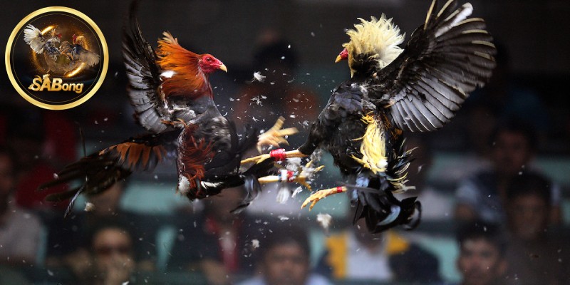 Expert Tips for SABONG Cockfighting Players