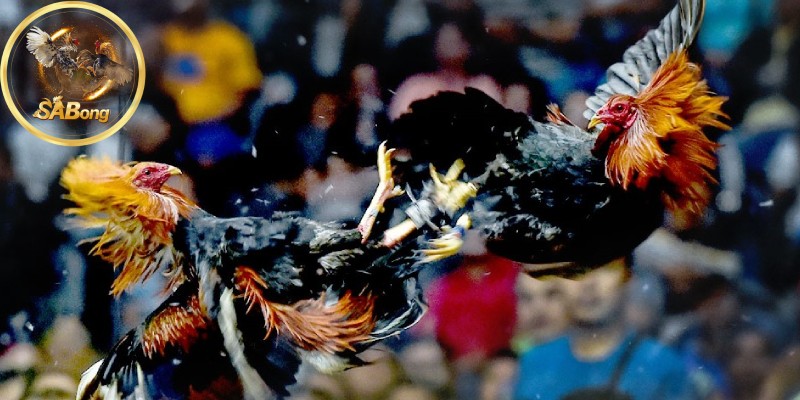 Key Features of the SABONG Cockfighting Arena