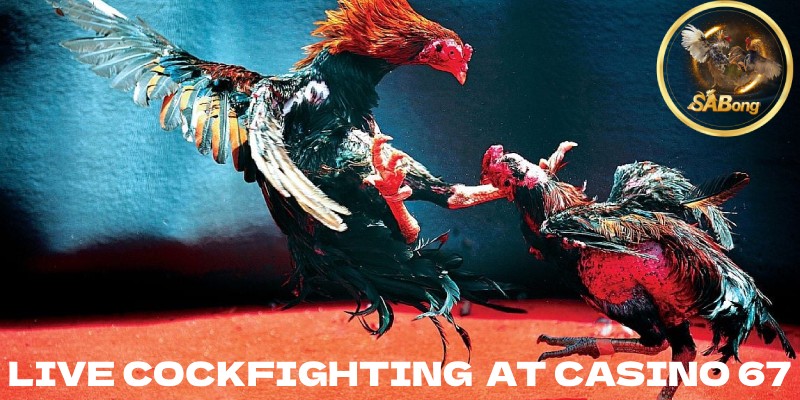 Live Cockfighting at Casino 67 – Thrilling Battles