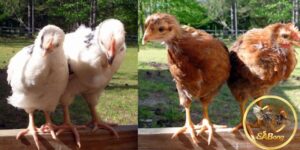 Overview of the One-Month-Old Fighting Rooster