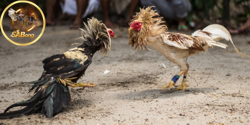 Popular Games in SABONG’s Cockfighting Arena