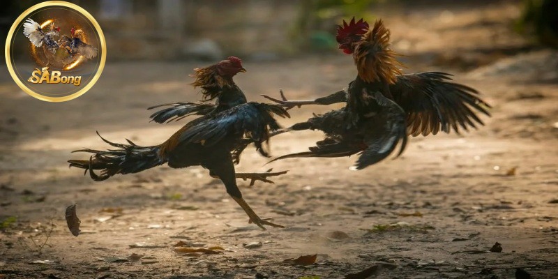 The Course of the 15 billion Cockfight in Thailand