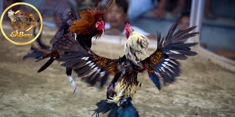 Thomo Cockfighting