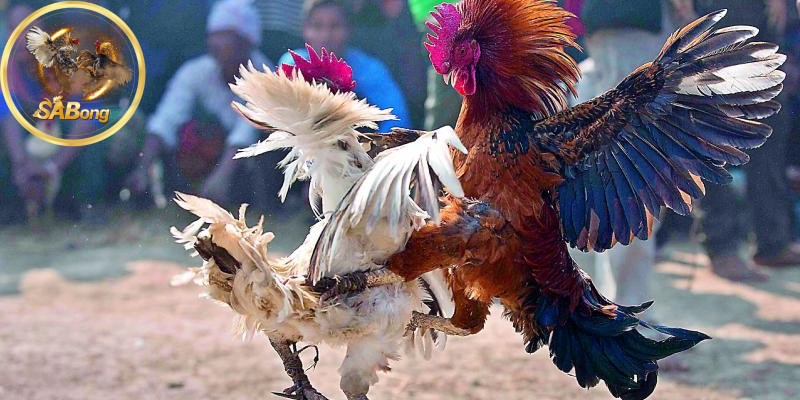 What is SABONG Cockfighting?