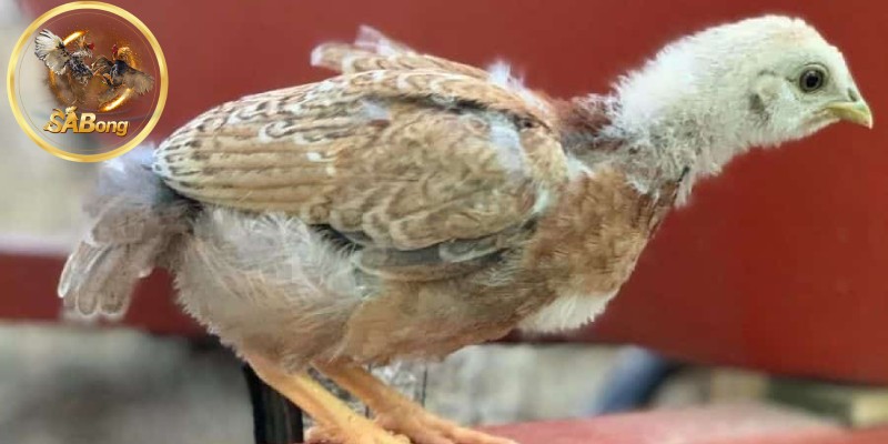 What is a One-Month-Old Fighting Rooster?